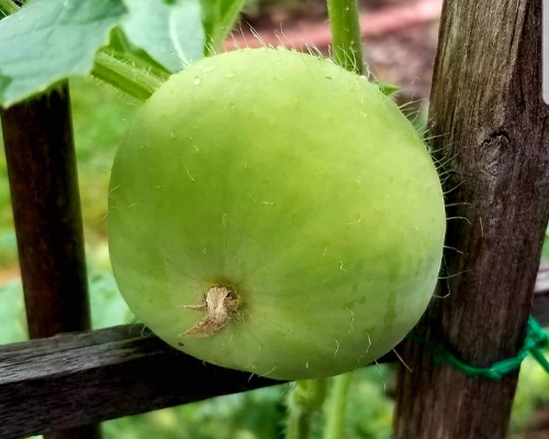 Round Gourd