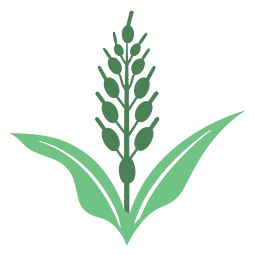 Sorghum Sweet Sudan Grass