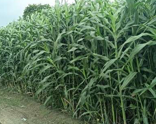 Sorghum Sweet Sudan Grass