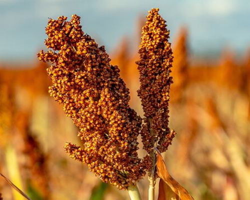 Sorghum Gold Fins